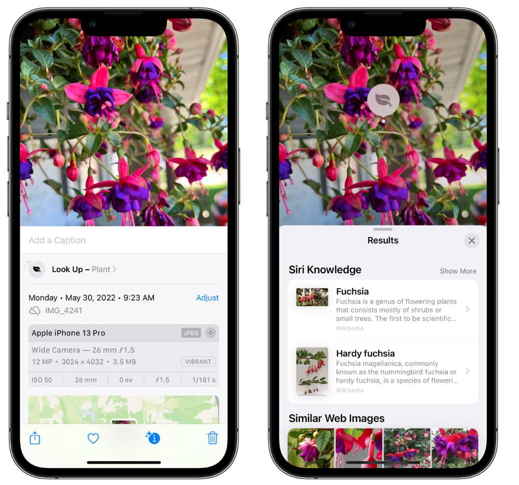 蠡县苹果手机维修分享小技巧：使用 iPhone 相机识别花卉植物 